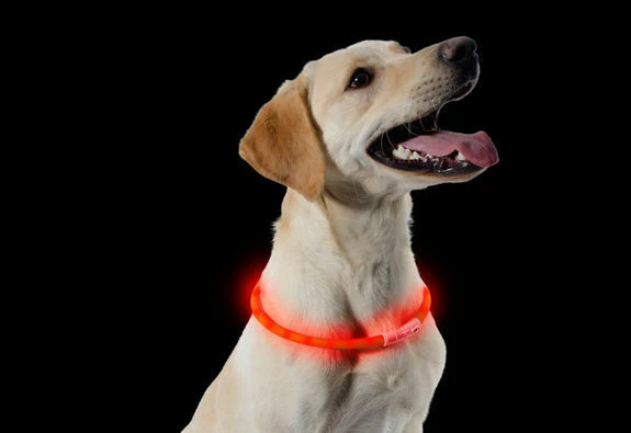 Ancol Light Up USB Rechargeable Flashing Dog Collar Orange 70cm 4 Ancol Light Up USB Rechargeable Flashing Dog Collar Orange 70cm - Image 2