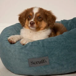 Scruffs® Oslo Ring Dog Bed - Lake Teal -Dog Featured Sales 8248993