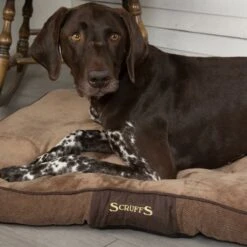 Dog Featured Sales -Dog Featured Sales ChesterChocolateMattress2