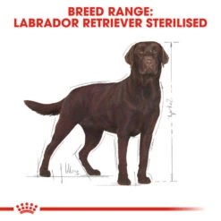 ROYAL CANIN® Labrador Retriever Sterilised Adult Dry Dog Food -Dog Featured Sales a49huiajcgdpdsnntblg