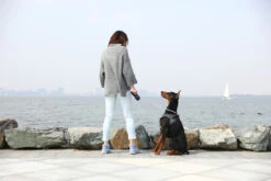 Petkit Air Fly Pet Harness -Dog Featured Sales harness fly 18