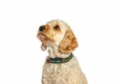 FatFace Bold Stripe Woven Dog Collar -Dog Featured Sales injhsvkg