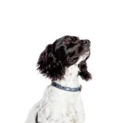 FatFace Marching Dogs Collar -Dog Featured Sales uj7pq4fg