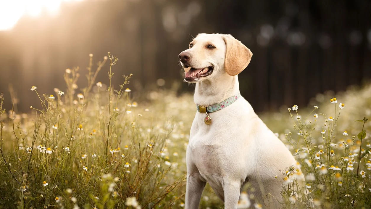 Dog Featured Sales -Dog Featured Sales dog spring 1